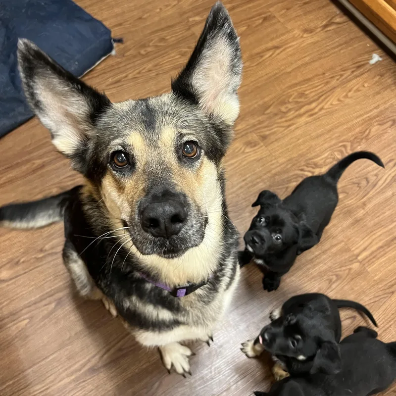 A young medium-sized female Black German Shepherd Dog dog named Starla for adoption in Brentwood, TN