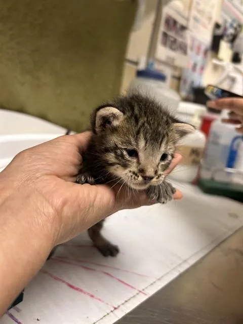 A baby small-sized male Domestic Short Hair cat named Bass for adoption in Riverside, CA