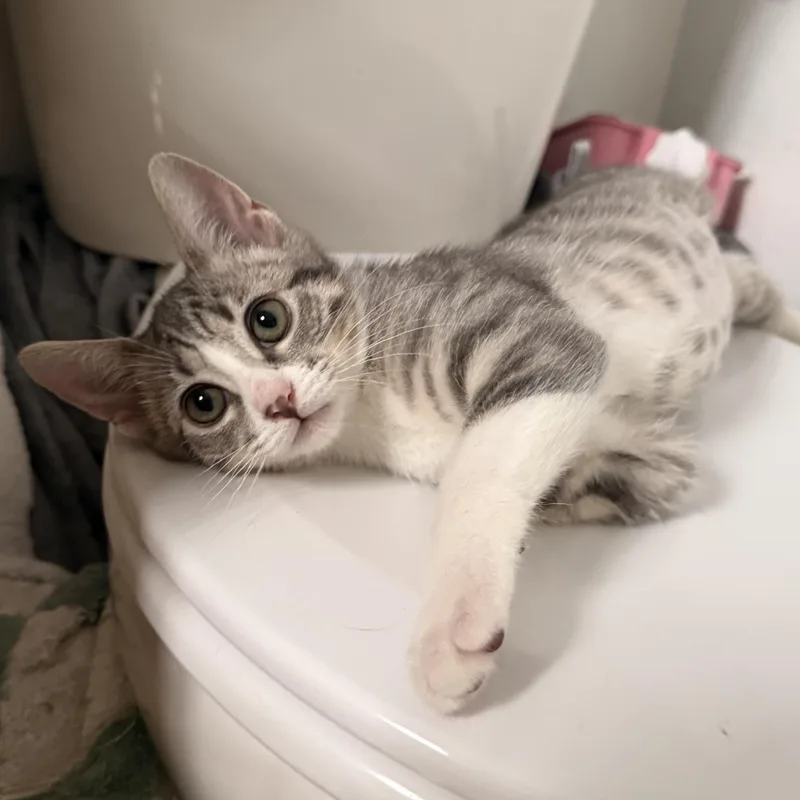 A baby medium-sized female Tabby (Gray / Blue / Silver) Domestic Short Hair cat named Olivia for adoption in Santa Ana, CA