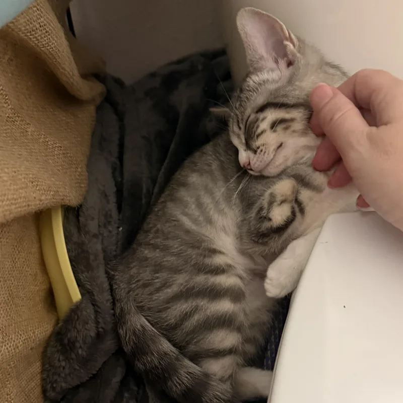Olivia thumbnail 3