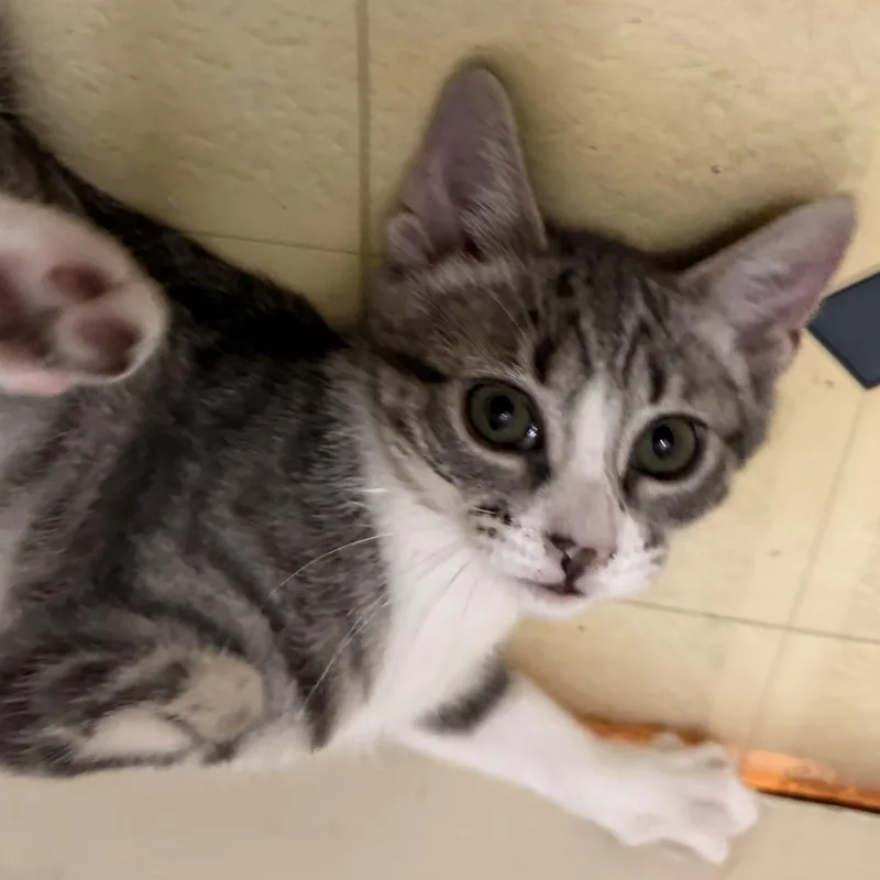 Olivia thumbnail 6
