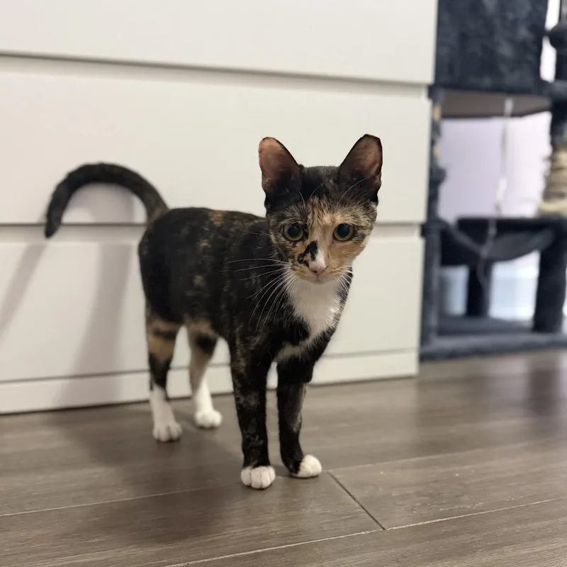 Monroe N. – Sweet thumbnail 3