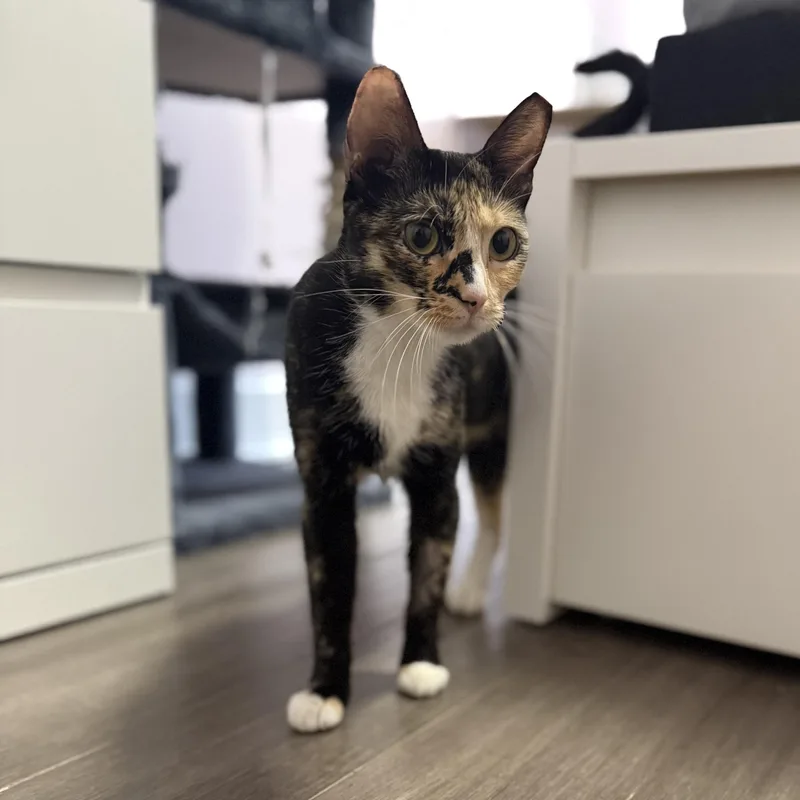 Monroe N. – Sweet thumbnail 4