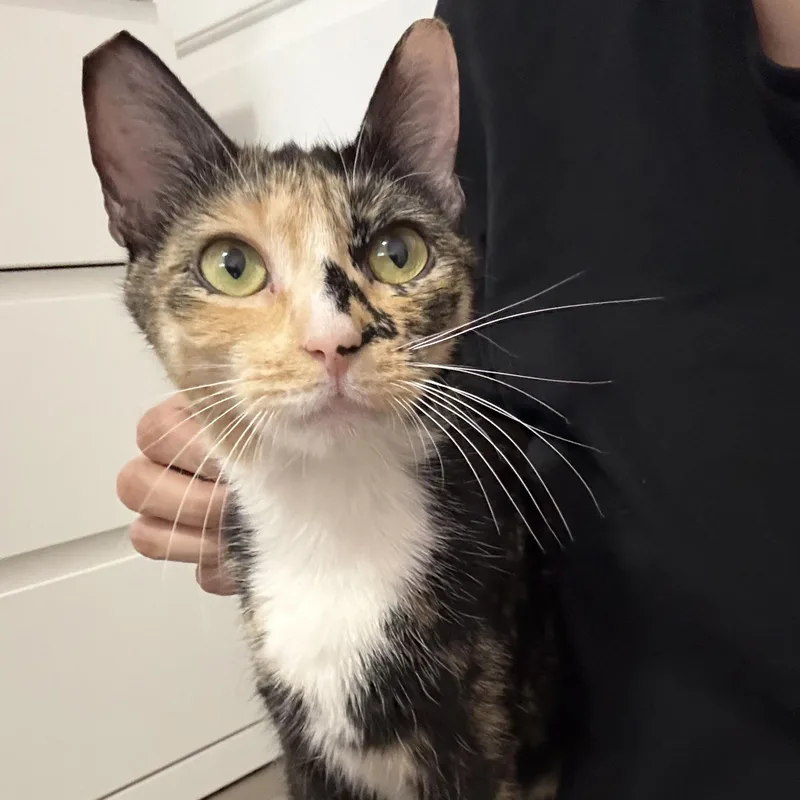 A young medium-sized female Calico Domestic Short Hair cat named Monroe N. – Sweet for adoption in New York, NY