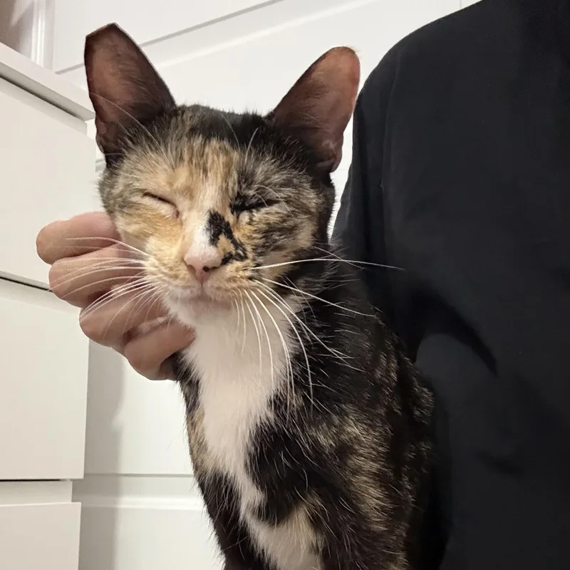 Monroe N. – Sweet thumbnail 5