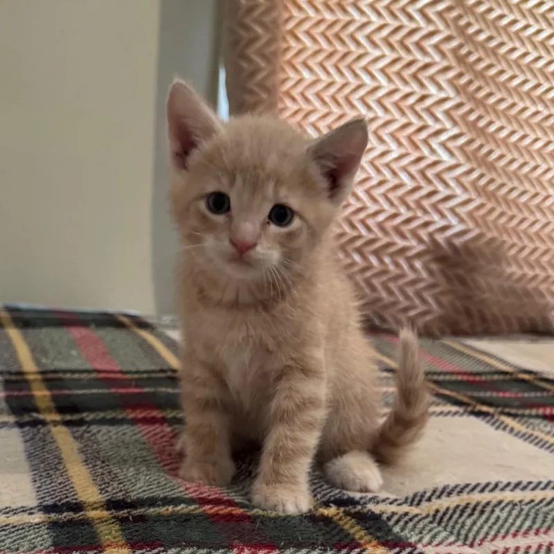 A baby small-sized male Orange / Red Domestic Short Hair cat named Simba for adoption in LYLE, MN