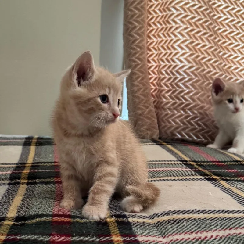 Simba thumbnail 2