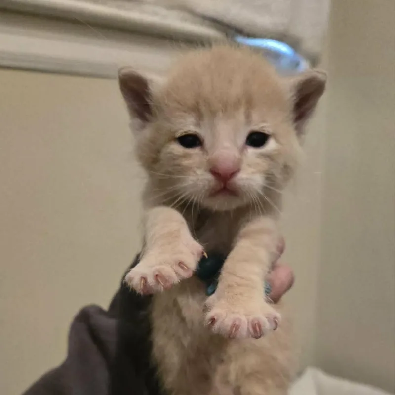 Simba thumbnail 3