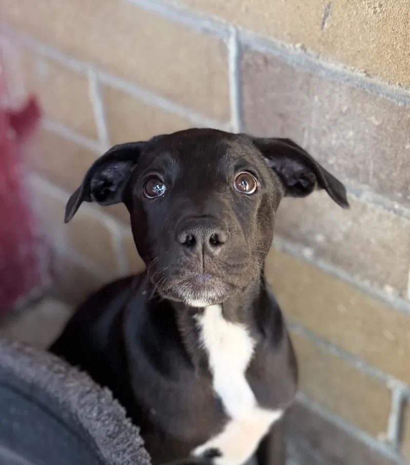 A baby medium-sized male Cattle Dog dog named Chill Shmaloogle for adoption in Fort Lupton, CO