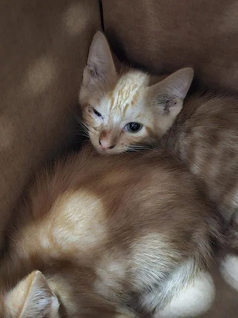 A baby medium-sized male Domestic Short Hair cat named Macchiato for adoption in Dallas, TX