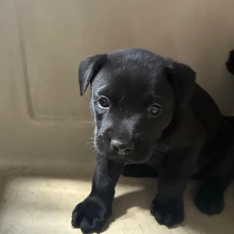 A baby small-sized male Black Terrier dog named Wallace for adoption in Montgomery, AL
