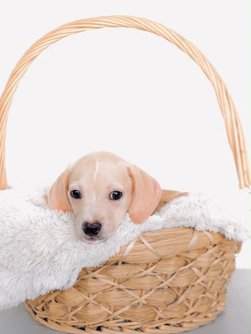 A baby small-sized male Dachshund dog named Carmel for adoption in San Diego, CA