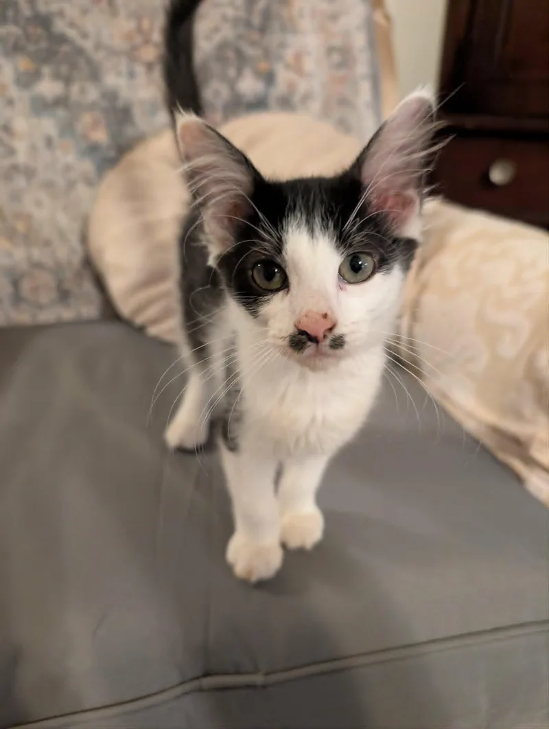 A baby medium-sized female Black & White / Tuxedo Domestic Short Hair cat named Reagan for adoption in Oviedo, FL