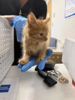 Cheeteaux