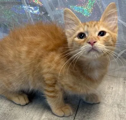 Cheeteaux thumbnail 2