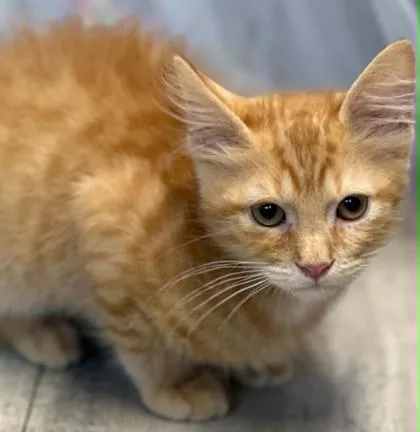 Cheeteaux thumbnail 3
