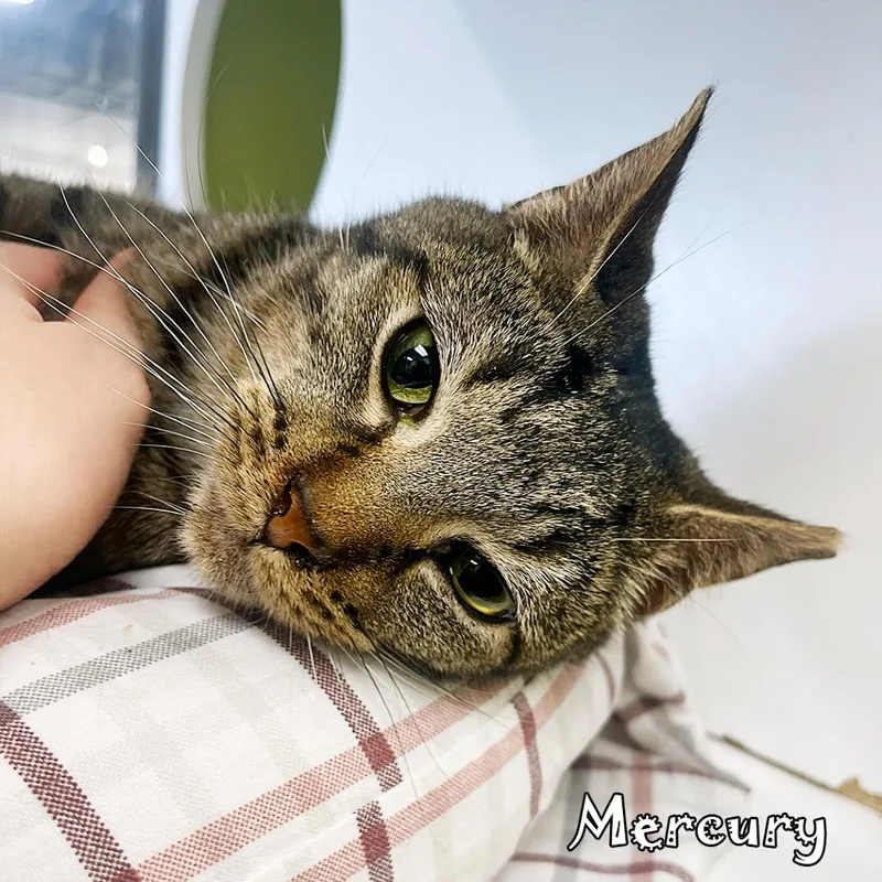 Mercury Wants To Be thumbnail 2