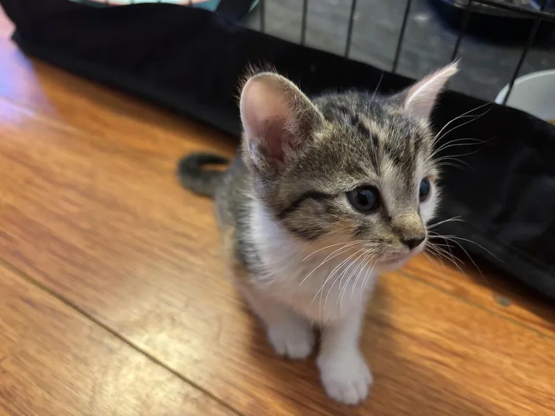 Freya