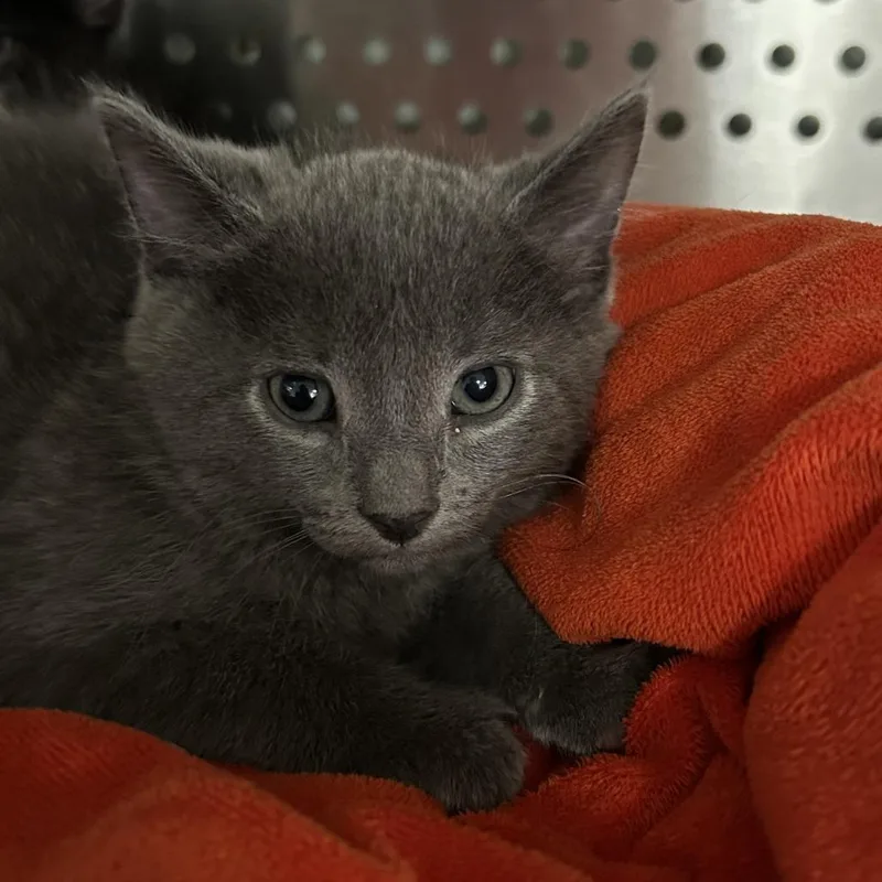 A baby small-sized female Gray / Blue / Silver Domestic Short Hair cat named Bloomy for adoption in Denver, CO