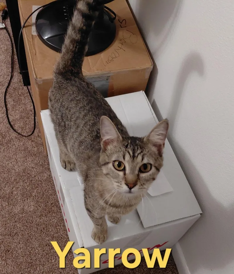 A baby medium-sized male Tabby (Brown / Chocolate) Domestic Short Hair cat named Yarrow for adoption in Peoria, IL