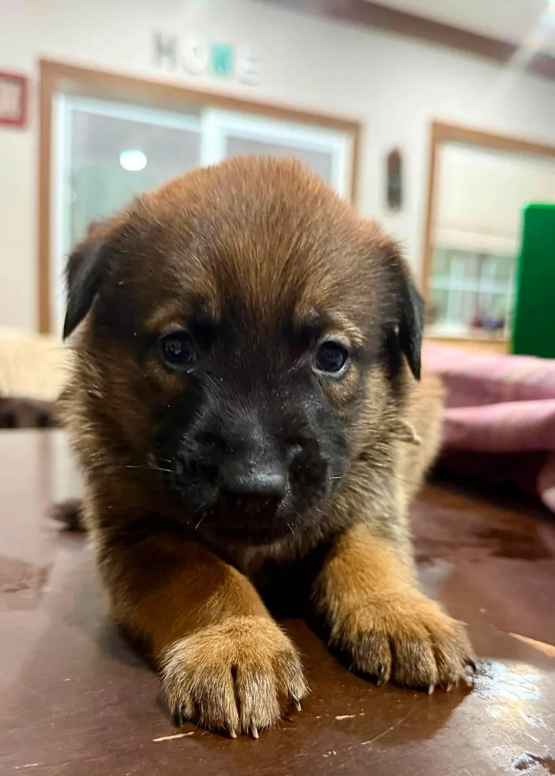 A baby small-sized male Belgian Shepherd / Malinois dog named Enzo for adoption in Houston , TX