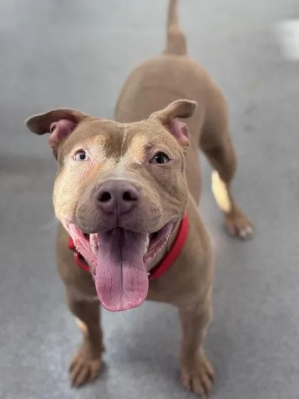 An adult large-sized male Mixed Breed dog named Koffee for adoption in West Chester, PA