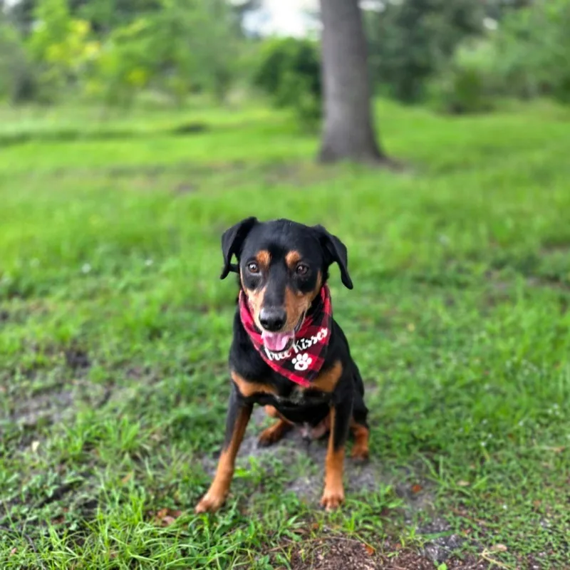 Rocco thumbnail 3