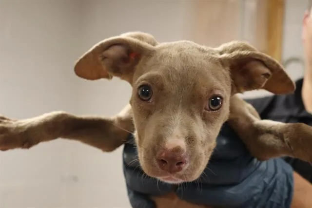 A baby small-sized male Mixed Breed dog named Roy for adoption in Columbia, SC