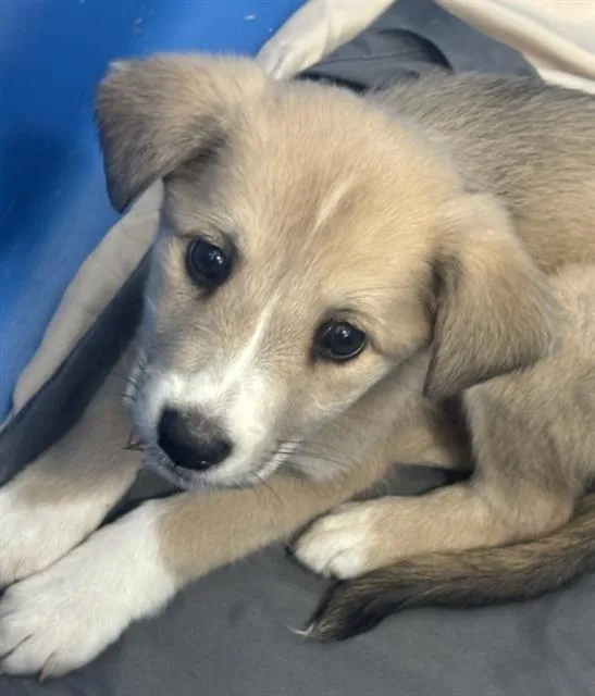 A baby medium-sized female Mixed Breed dog named Fifi for adoption in Dallas, TX