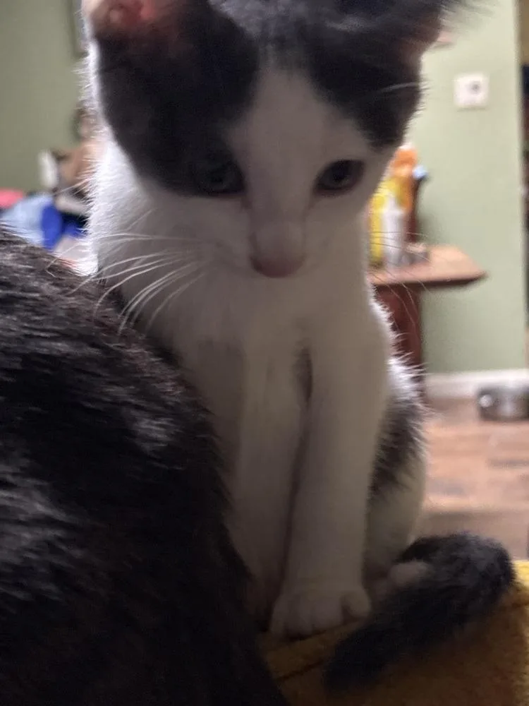 A baby small-sized male Gray & White Domestic Short Hair cat named Mango Habanero for adoption in Dallas, TX