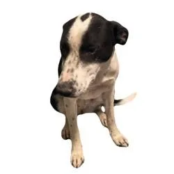 A young medium-sized female Border Collie dog named Izzie for adoption in Red Bluff, CA