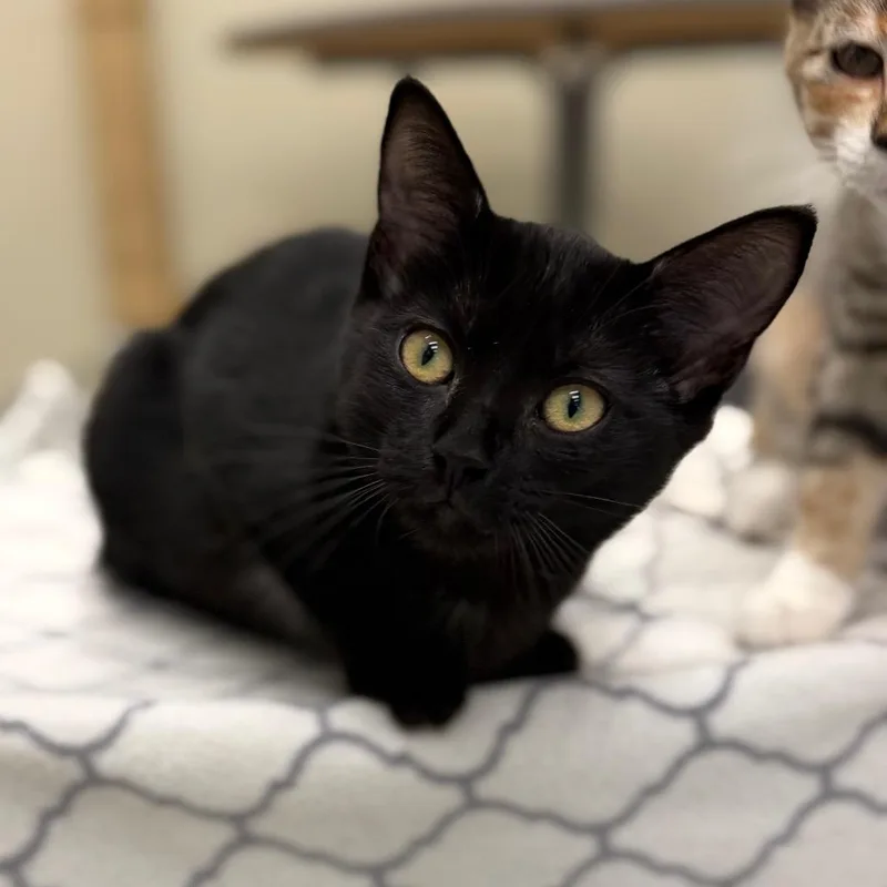 A baby small-sized female Black Domestic Short Hair cat named Juna for adoption in Enfield, NH