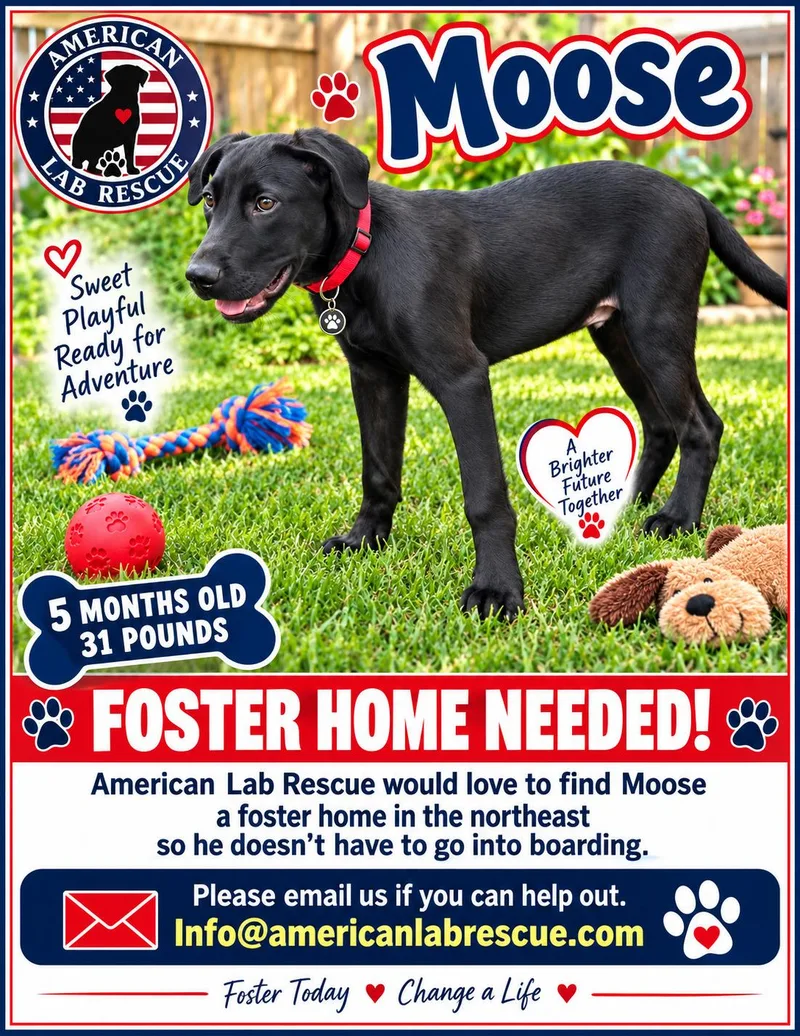 A baby medium-sized male Black Labrador Retriever dog named Moose In NJ for adoption in Willington, CT