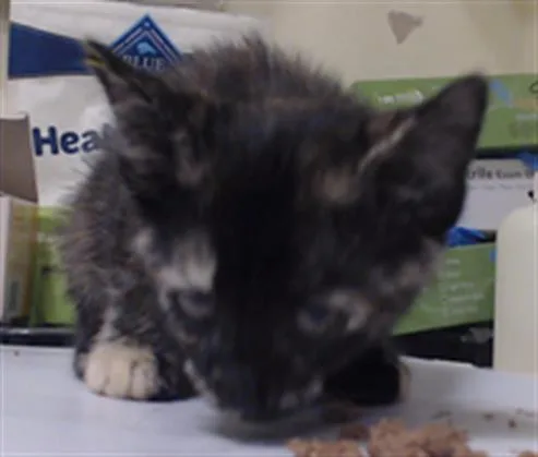 A baby small-sized female Domestic Short Hair cat named Teddy for adoption in Denver, CO