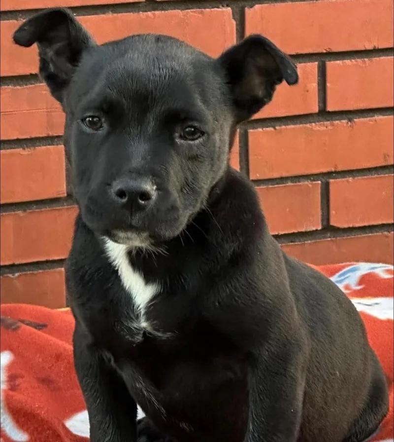 A baby medium-sized male Black Mixed Breed dog named Walt for adoption in Groveland, MA