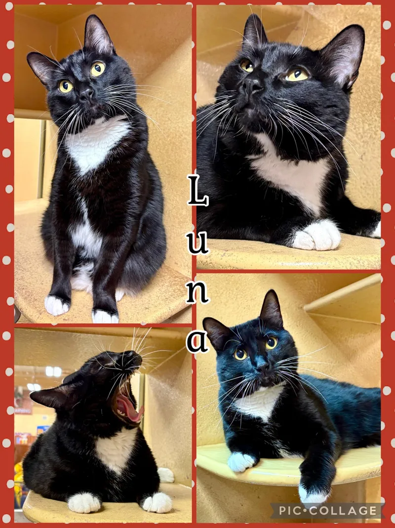 A young medium-sized female Black & White / Tuxedo Tuxedo cat named Luna for adoption in Lawton, OK