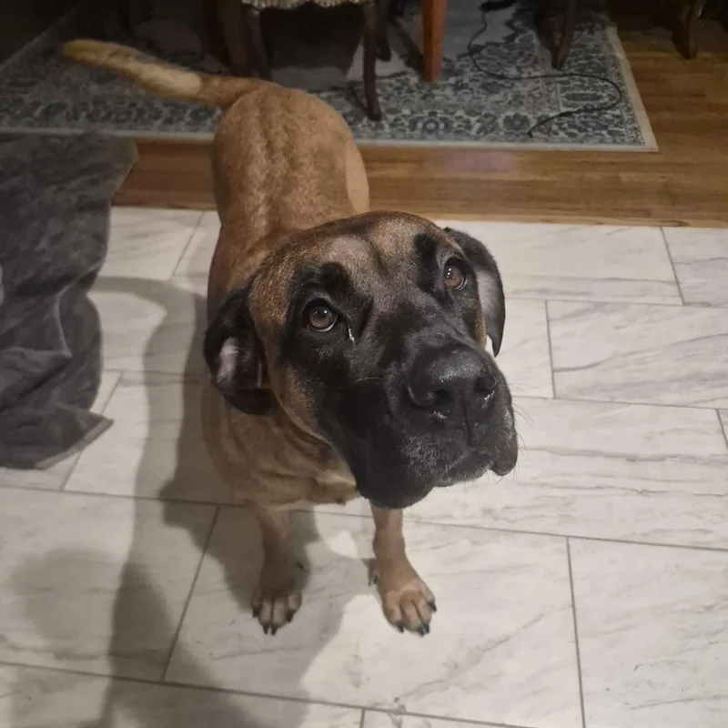 An adult medium-sized female Bullmastiff dog named Alys for adoption in College Park, GA