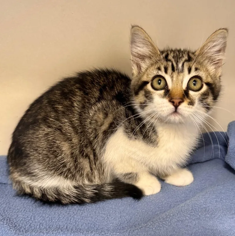 A baby small-sized male Domestic Short Hair cat named Pablo for adoption in Cambria, CA