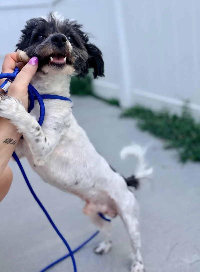 A young small-sized male Havanese dog named Bramble for adoption in O'Fallon, MO