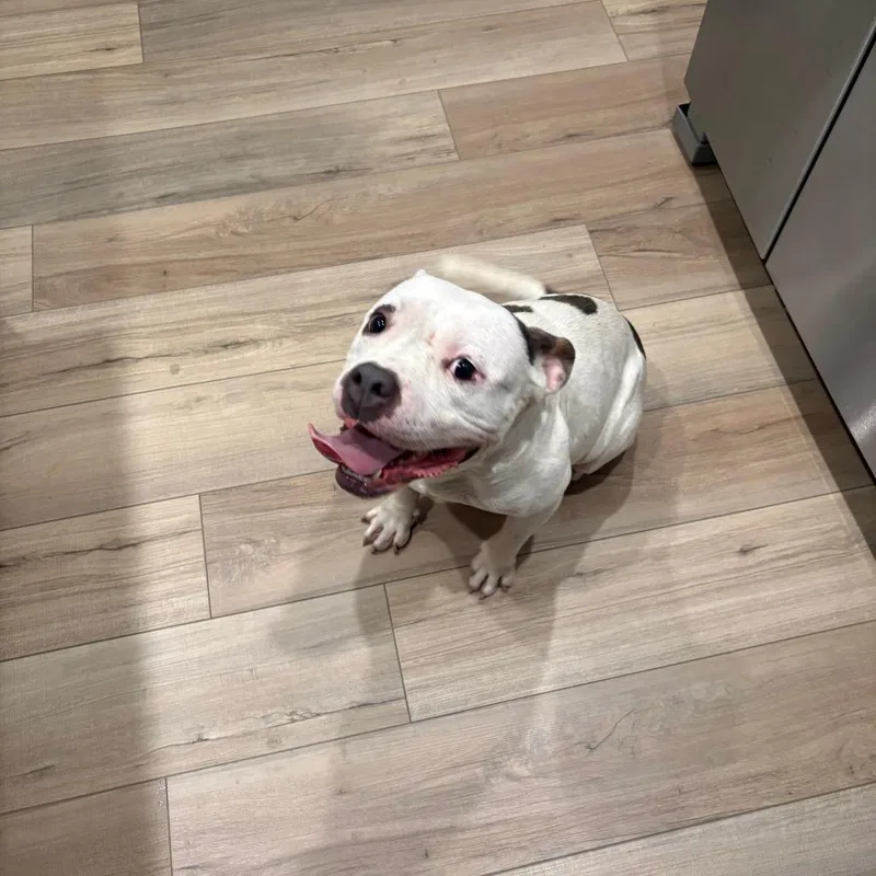 An adult medium-sized female Gray / Blue / Silver Pit Bull Terrier dog named Mitzy for adoption in Greensboro, NC