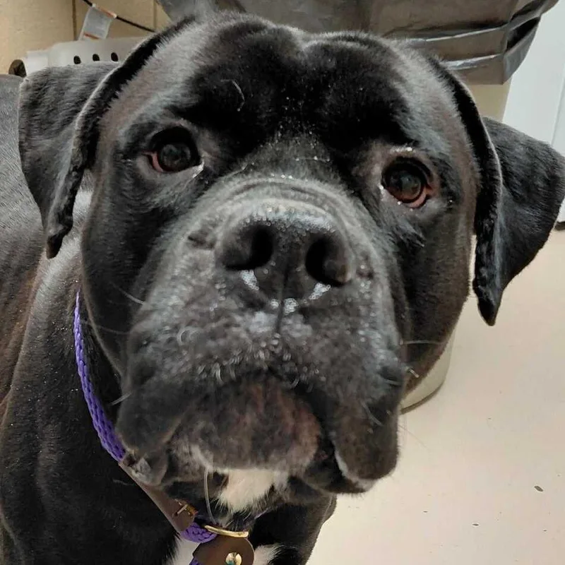An adult medium-sized male Pit Bull Terrier dog named MONTStray for adoption in Perkiomenville, PA