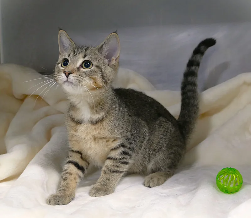A baby medium-sized male Tabby (Tiger Striped) Domestic Short Hair cat named Austin for adoption in Beechbottom, WV
