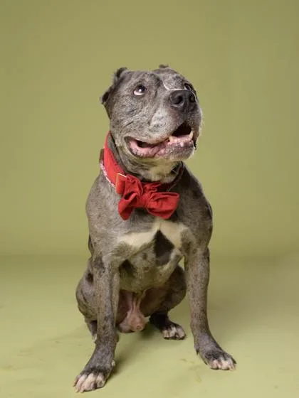 A senior large-sized male Mixed Breed dog named Leopard for adoption in Atlanta, GA