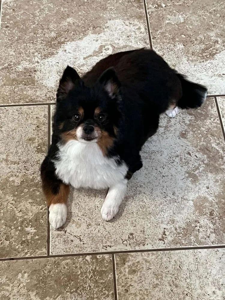 A senior small-sized male Pomeranian dog named Sombro for adoption in Pottstown, PA