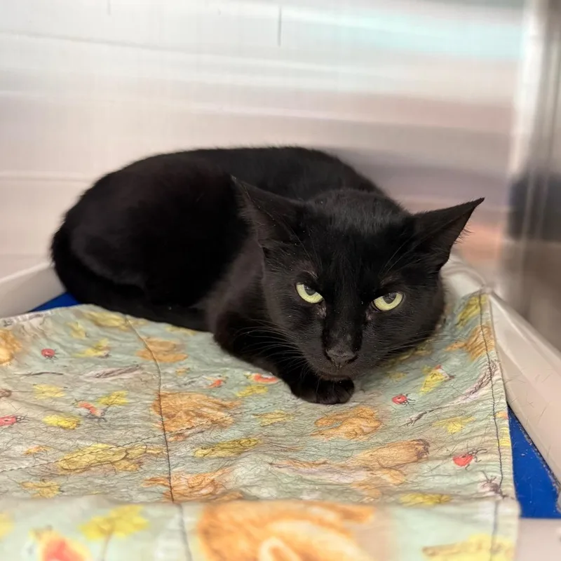 An adult medium-sized female Black Domestic Short Hair cat named Carole for adoption in Kanab, UT