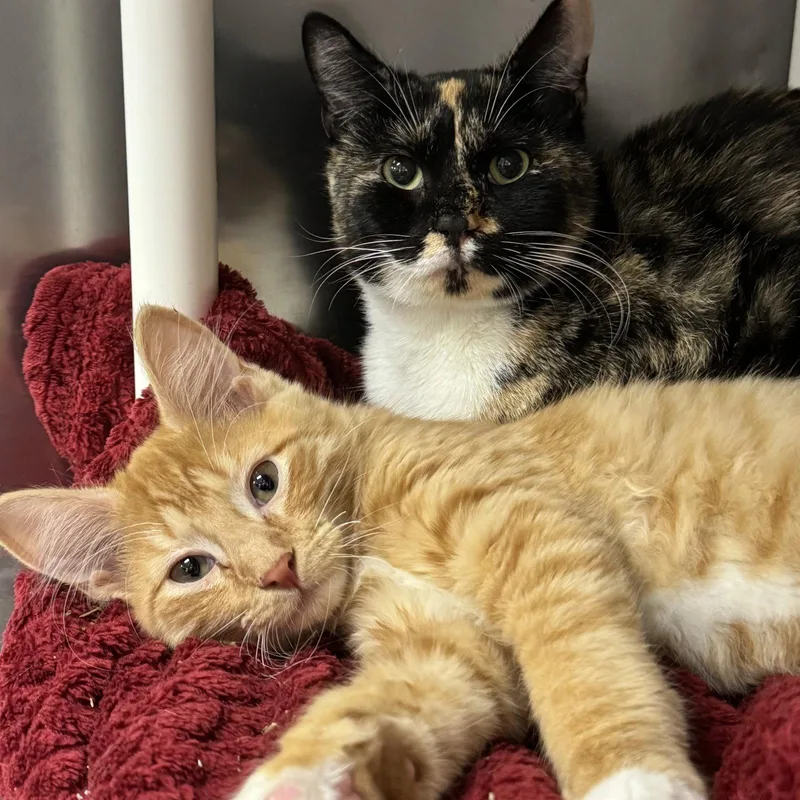 Mittens & Ginger