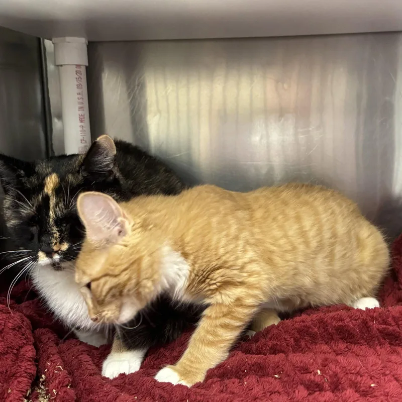 Mittens & Ginger thumbnail 2