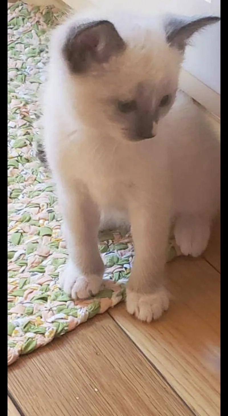 A baby medium-sized male Seal Point Domestic Short Hair cat named Toulousse for adoption in Aylett, VA