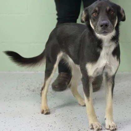 An adult medium-sized male Australian Kelpie dog named Hunter for adoption in Rapid City, SD