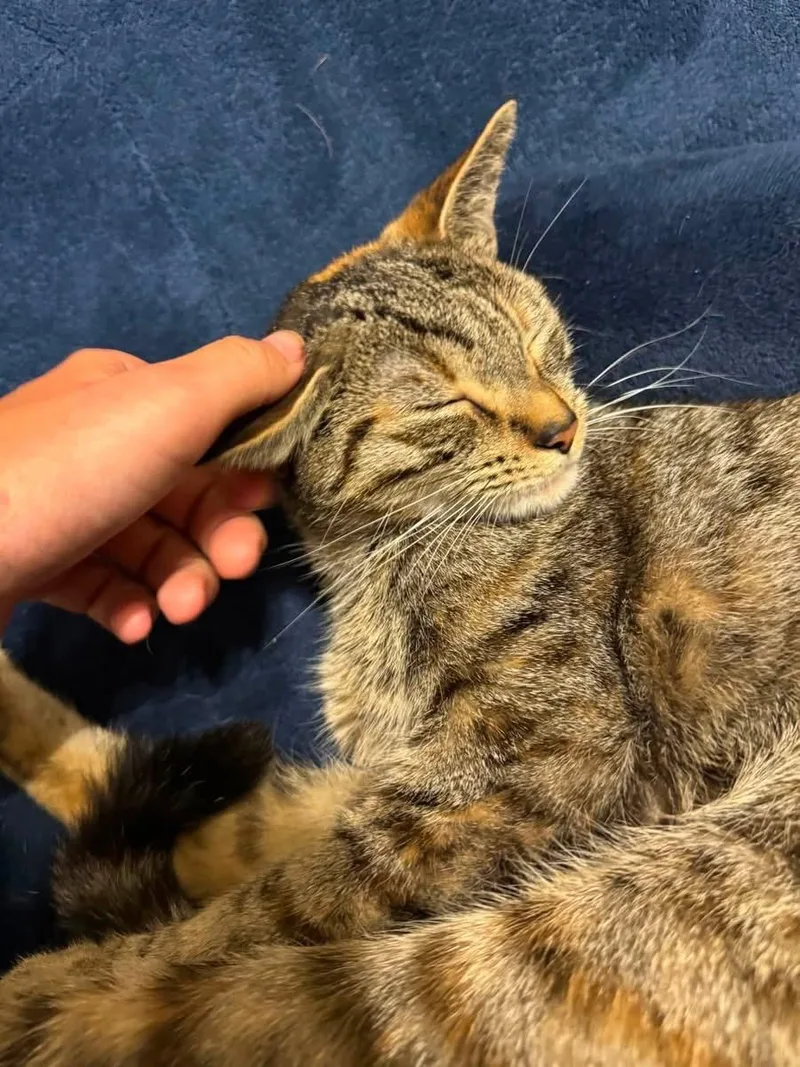A young medium-sized female Torbie Domestic Short Hair cat named Salem for adoption in Turnersville, NJ